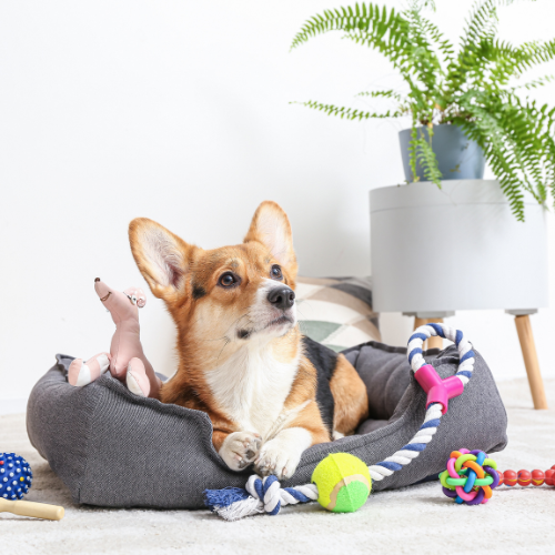 Pet Toys & Accessories